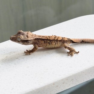 트라이 화이트스팟 익스트림할리퀸 노멀