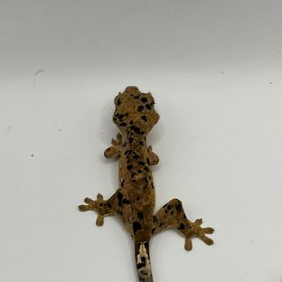 슈퍼달마시안
