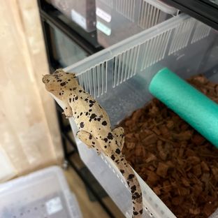 버터