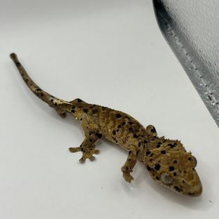 슈퍼달마시안