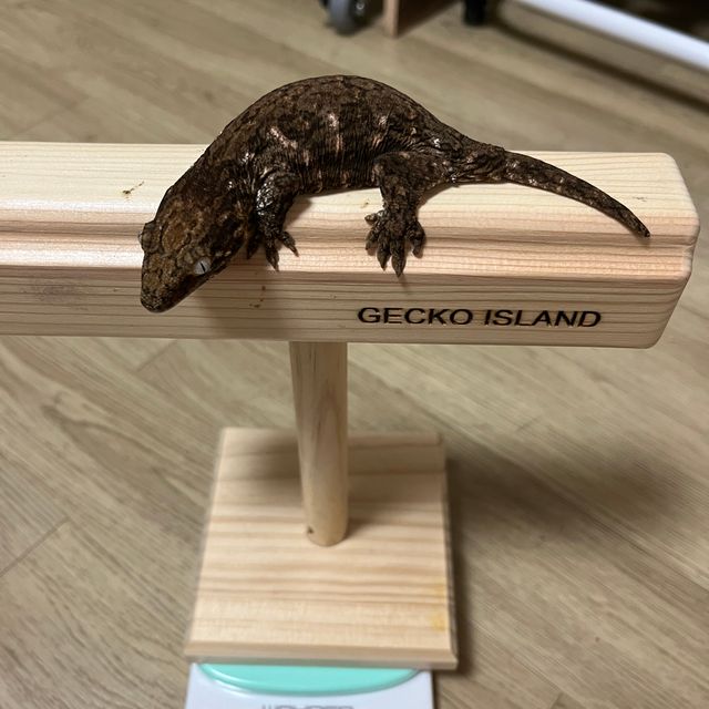 GT 다크 코기스