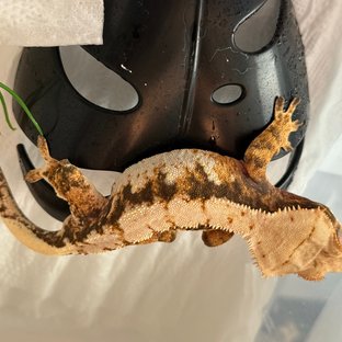 트라이 익스트림할리퀸