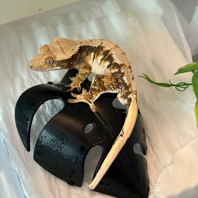 트라이 익스트림할리퀸