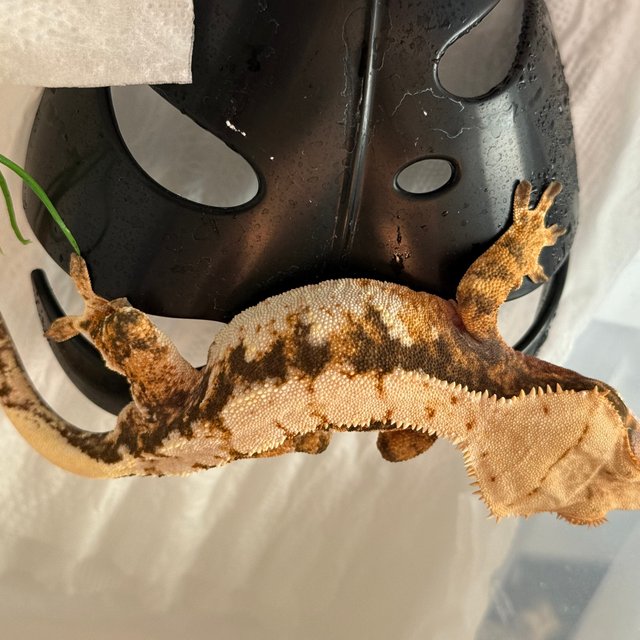 트라이 익스트림할리퀸