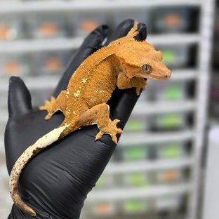 카푸치노 패턴리스 레드 텐저린