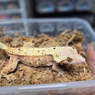 달마시안 옐로우