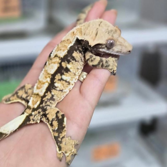 노멀 트라이 익스트림할리퀸