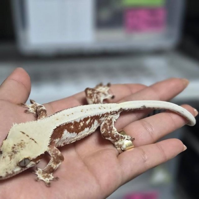 릴리화이트 레드