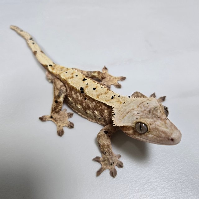 달마시안 옐로우