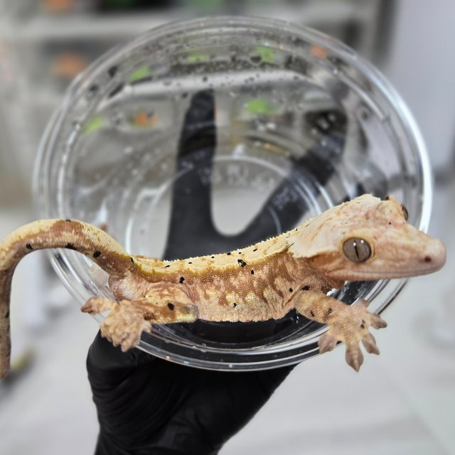 달마시안 옐로우