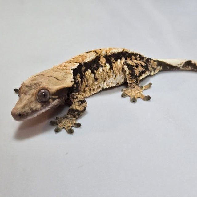 노멀 트라이 익스트림할리퀸