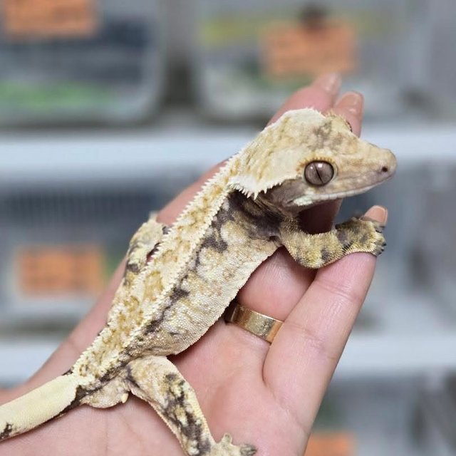 노멀 트라이 드리피 화이트스팟