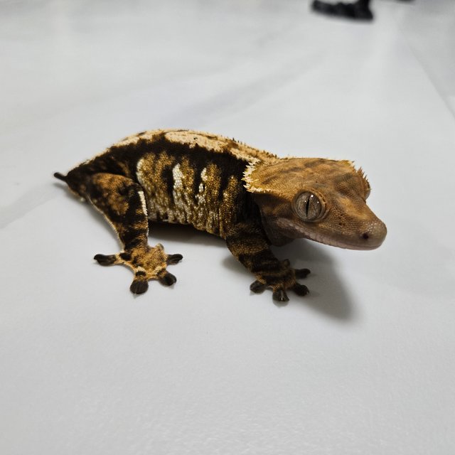 노멀 트라이 익스트림할리퀸