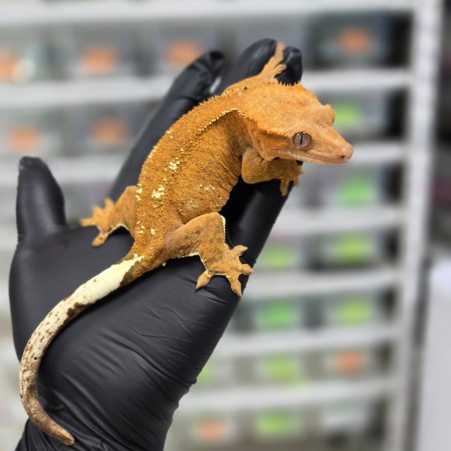 카푸치노 패턴리스 레드 텐저린