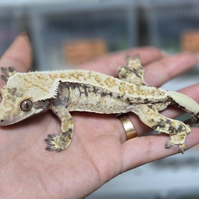 노멀 트라이 드리피 화이트스팟