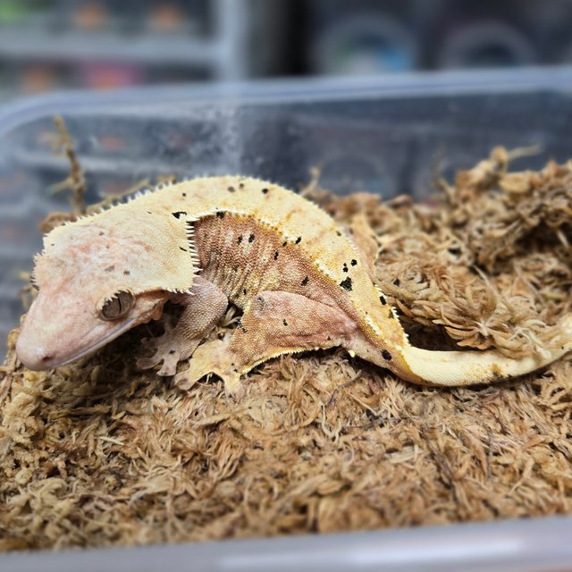 달마시안 옐로우