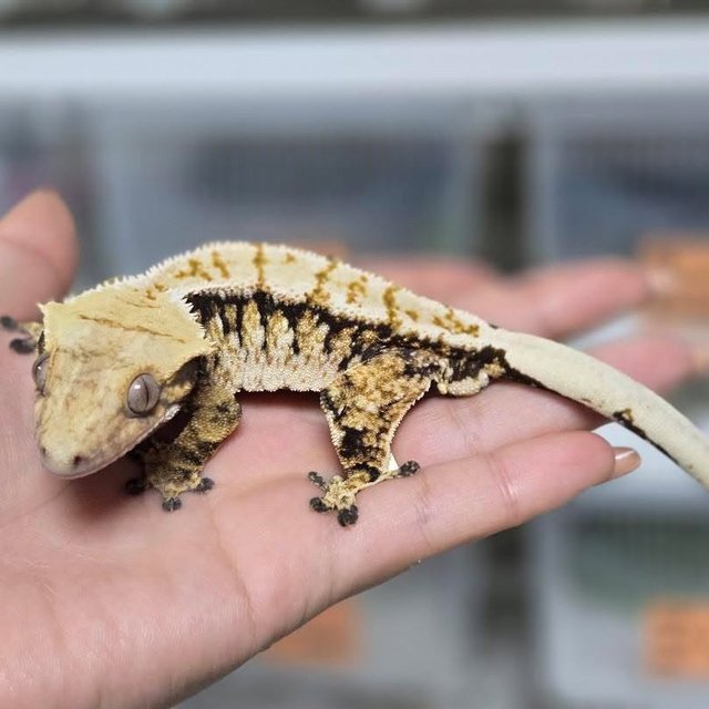 트라이 익스트림할리퀸