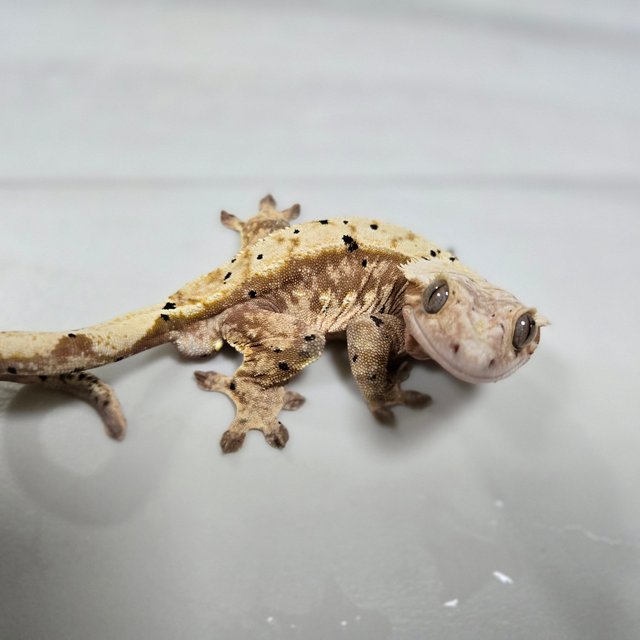 달마시안 옐로우