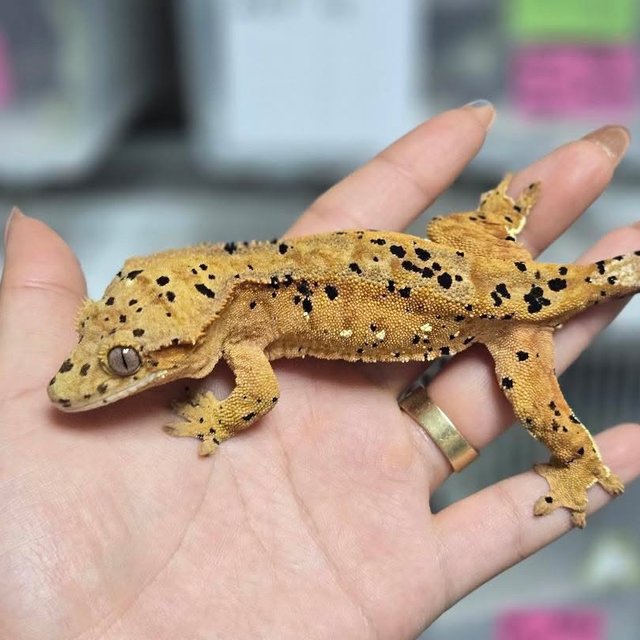 슈퍼달마시안 화이트포트홀