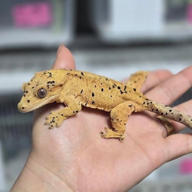 슈퍼달마시안 달마시안