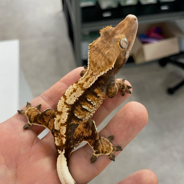 노멀 트라이 익스트림할리퀸