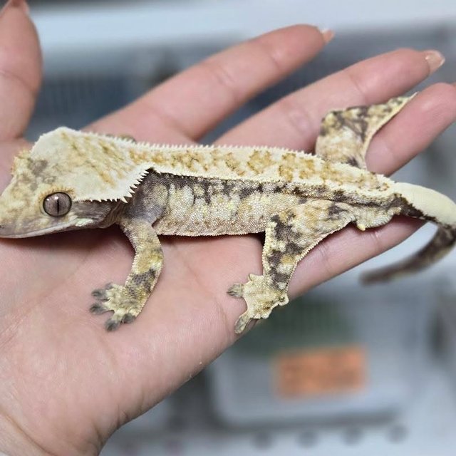 노멀 트라이 드리피 화이트스팟