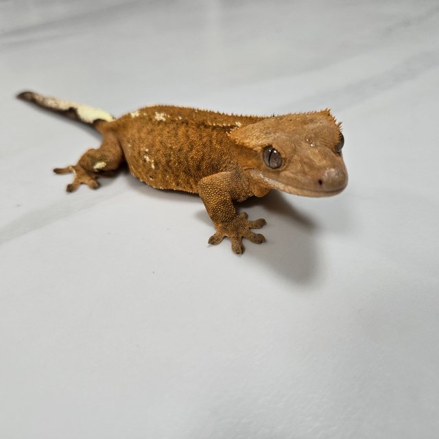 카푸치노 패턴리스 레드 텐저린