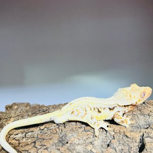 릴리화이트 옐로우 플레임 핀스트라이프