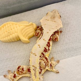 레드 릴리화이트 핀스트라이프