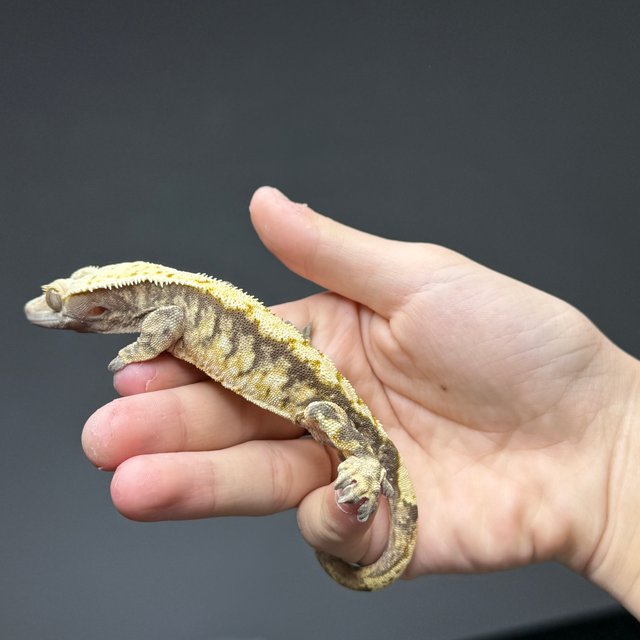 트라이 익스트림할리퀸