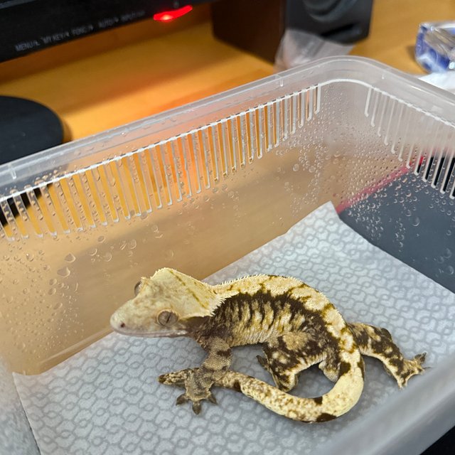 노멀 트라이 익스트림할리퀸