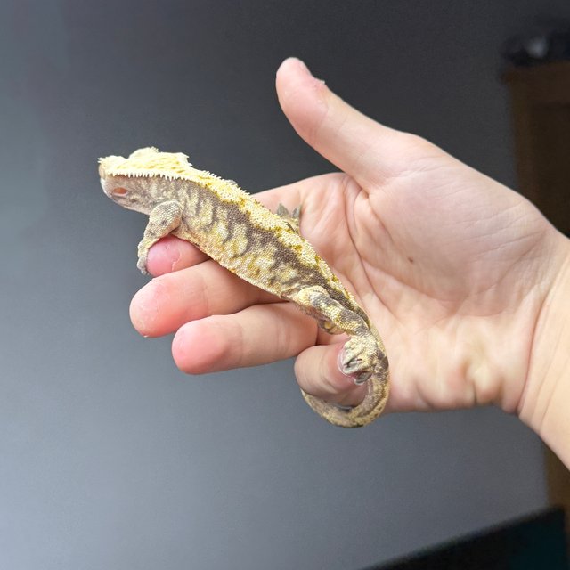 트라이 익스트림할리퀸