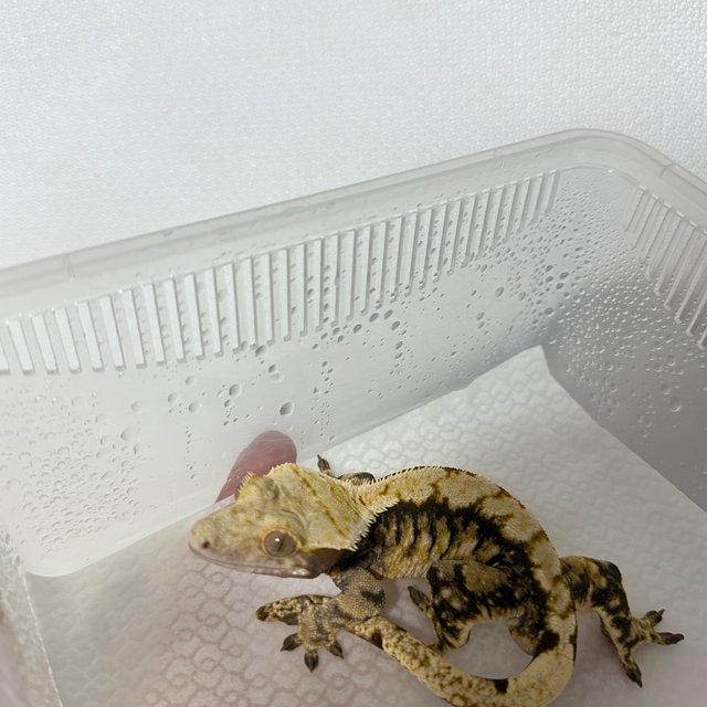 노멀 트라이 익스트림할리퀸