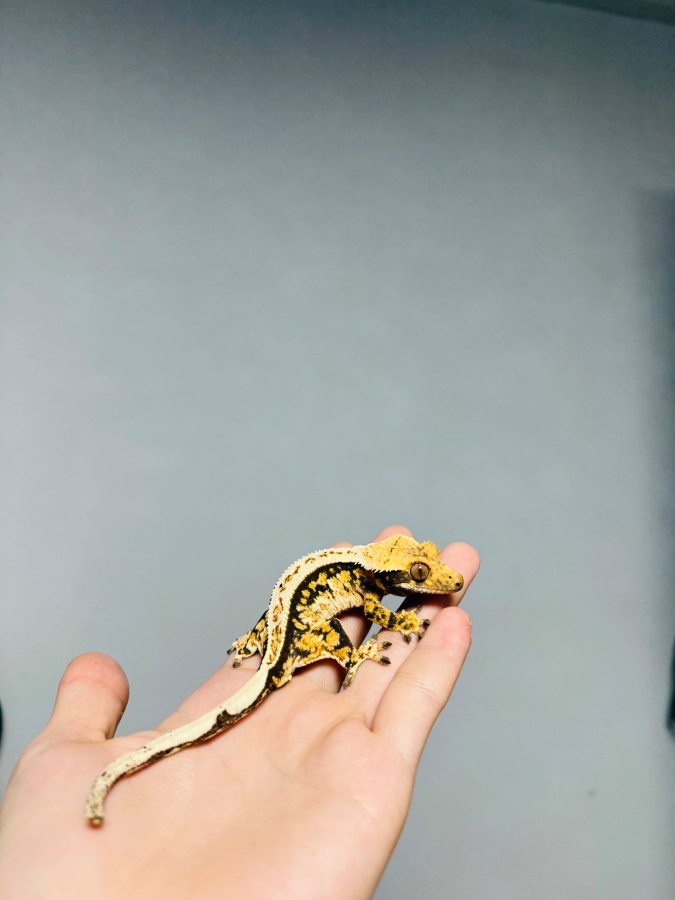 미크경레