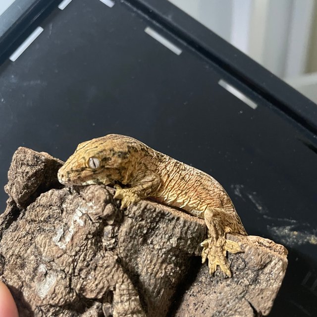 리버만 하이 컬러 트루 컬러