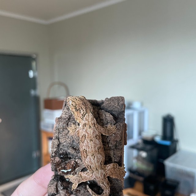 리버만 하이 컬러 트루 컬러