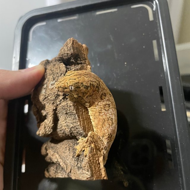 리버만 하이 컬러 트루 컬러