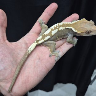 세이블 100%헷아잔틱 (모)