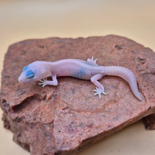 아멜라니스틱 오레오 패턴리스