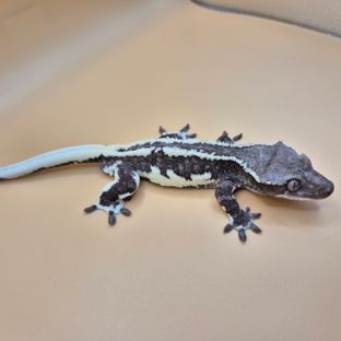 릴잔틱