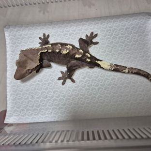 아잔틱