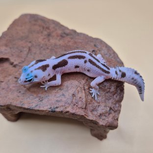 오레오 화이트아웃