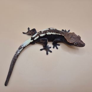 세이블