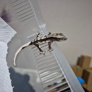 릴잔틱