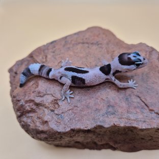 오레오 화이트아웃