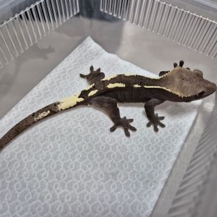 세이블 아잔틱