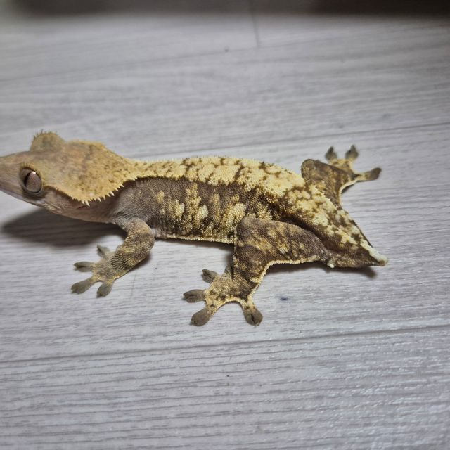 화이트스팟