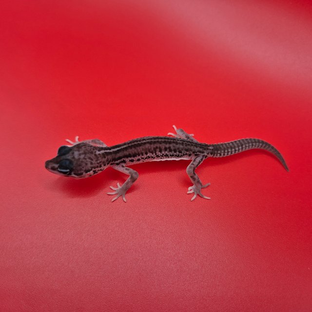 슈퍼스노우 블랙나이트