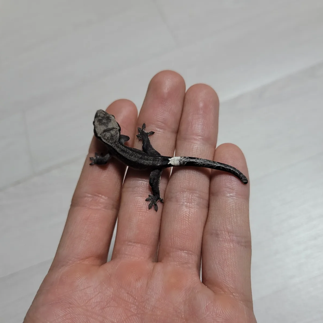 아잔틱