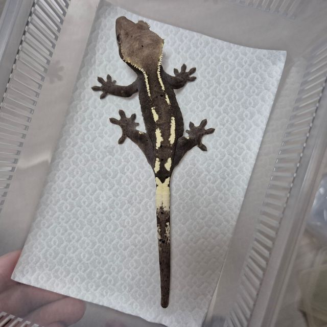 세이블 아잔틱